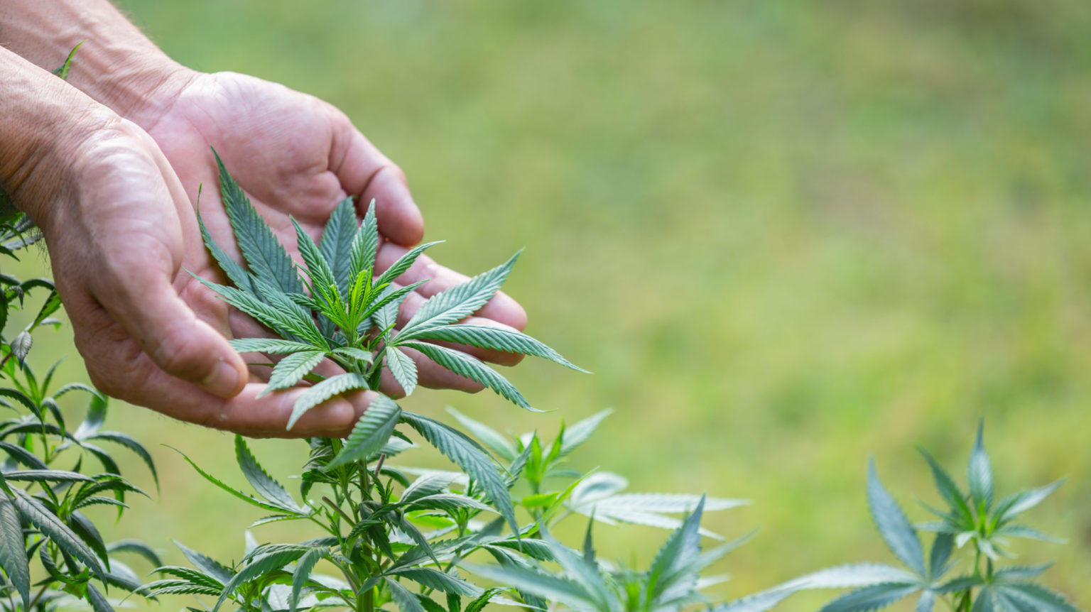 Curiosidades Sobre A Maconha