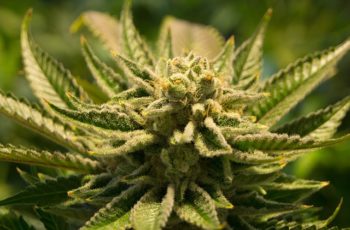 10 Benefícios da Maconha Medicinal Que Você Vai Amar Conhecer