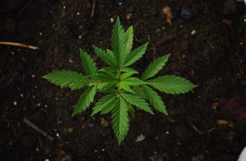 7 Dicas de Ouro, Para Suas Plantas Não Morrerem no Cultivo Indoor.