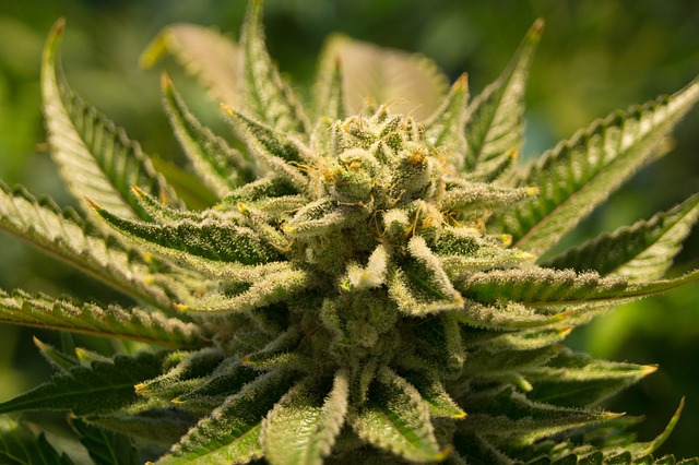 benefícios da maconha medicinal