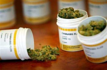 Você quer saber como plantar maconha medicinal? Veja aqui o passo nº1 dos cultivadores de sucesso.