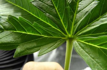 Um Pouco do Uso da Maconha Medicinal na História