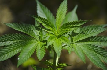 A arte da rega perfeita- Planta de maconha medicinal