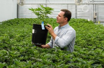 URGENTE! O SENADO ABRIU UMA CONSULTA PÚBLICA SOBRE A DESCRIMINALIZAÇÃO DO CULTIVO DE CANNABIS