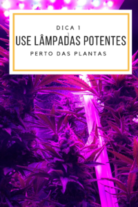 dicas de flora