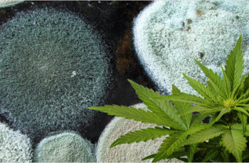 Cultivo Indoor- Protegendo suas plantas do Mofo