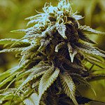 como plantar maconha