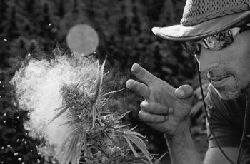 Especial Strain Hunters!