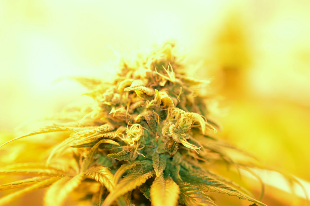 cultivo indoor