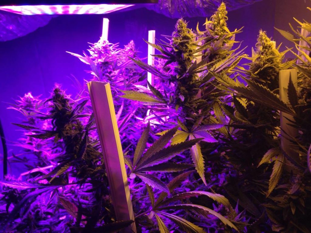 cabine de cultivo