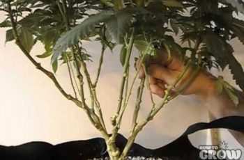 Cultivo Indoor – Lollipoping