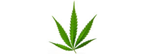 tipos de maconha cannabis sativa