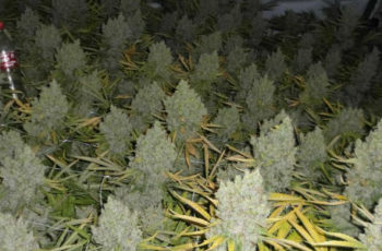 Cultivo Indoor- Você Vai Aprender o Segredo de Como Ter Colheitas de 2 em 2 meses…