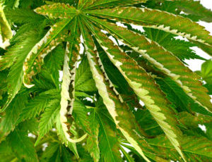 É BIZARRO como o PH ajuda ou pode prejudicar sua PLANTA DE MACONHA