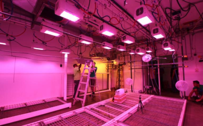 Cultivo Indoor Com Lâmpadas – LED, HPS,HQI e Fluorescentes
