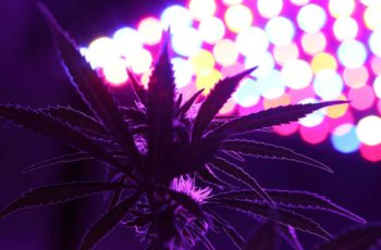 Cultivo Indoor – Diário de Cultivo Episódio 8- Técnica Para Aumentar a Sua Colheita…