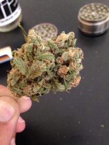 colheitas de cannabis medicinal