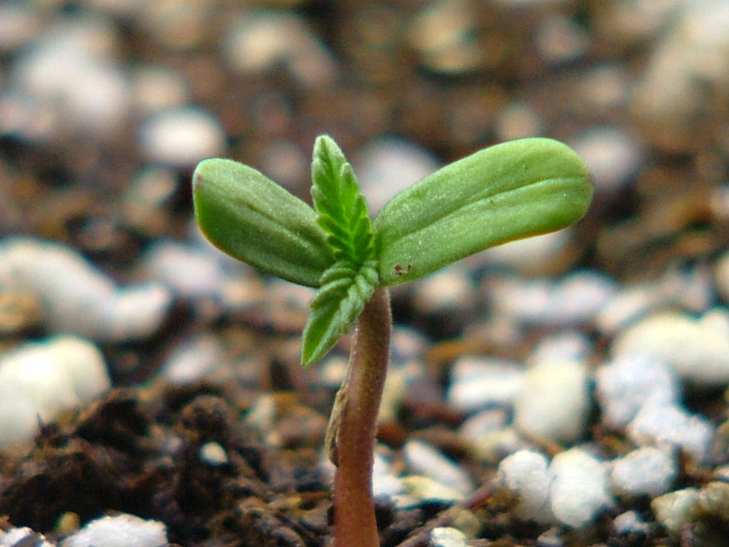 germinação de cannabis