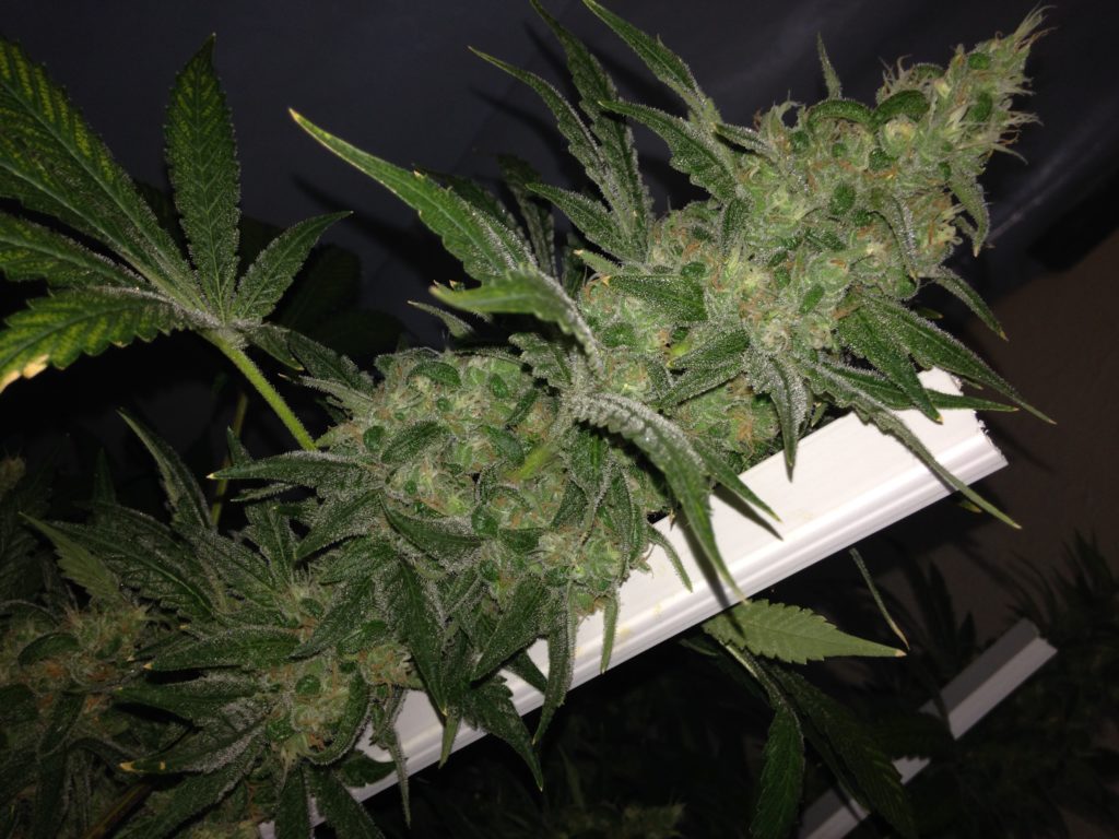 cultivo indoor floração
