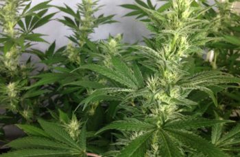 Cultivo Indoor- Maconha Medicinal- Flora- Diário de Cultivo Episódio 12