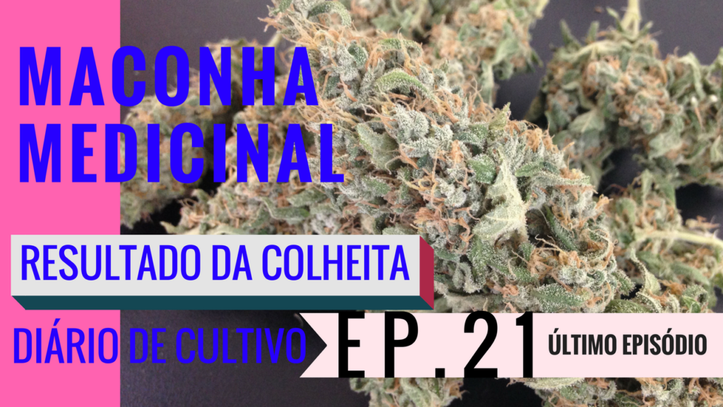 resultado colheita maconha