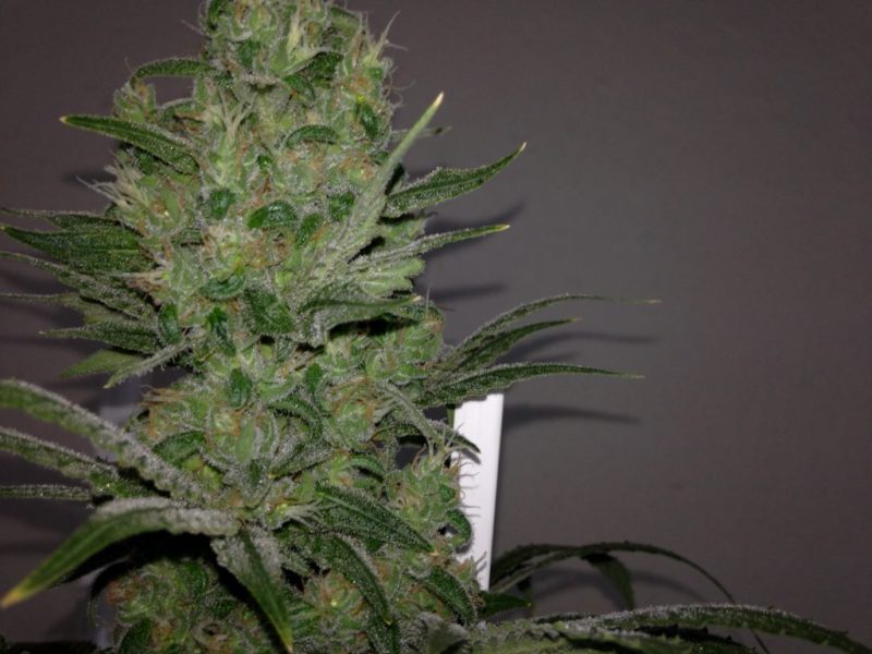 cultivar maconha