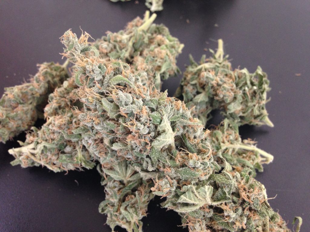 cultivar maconha