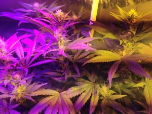 cultivo indoor led