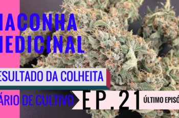 Resultado da Colheita- Maconha Medicinal- Diário de Cultivo Episódio 21
