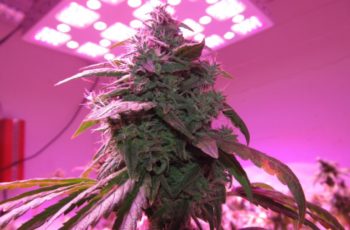 3 Benefícios do Cultivo Indoor com Leds