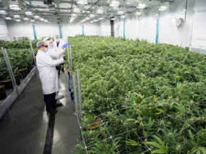 cultivo de cannabis para empresas
