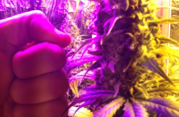 Introdução a Biologia da Cannabis