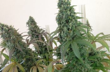 Revelando toda a VERDADE sobre o NOVO FERTILIZANTE para CULTIVO INDOOR que estou usando