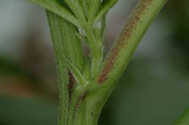 cannabis caule roxo