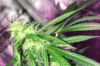 Cultivo Indoor – O que faz você se tornar um “dedo verde”?