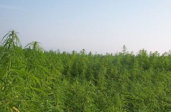 O que é HEMP / CÂNHAMO…