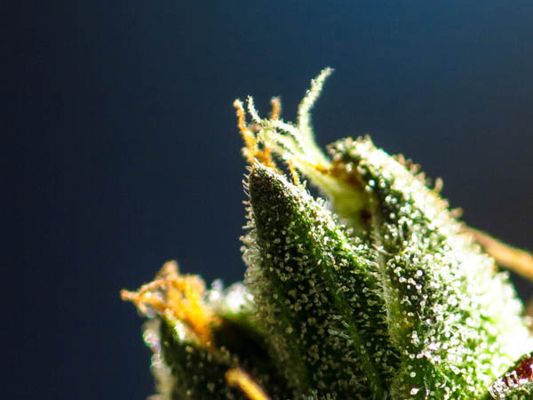 Como Começar Um Cultivo de Cannabis Outdoor, do Zero!
