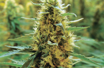 Cultivo Indoor: 4 Dicas Para Você Ter Melhores Colheitas no Cultivo Indoor