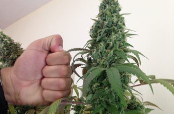 Pergunte ao Cultivador