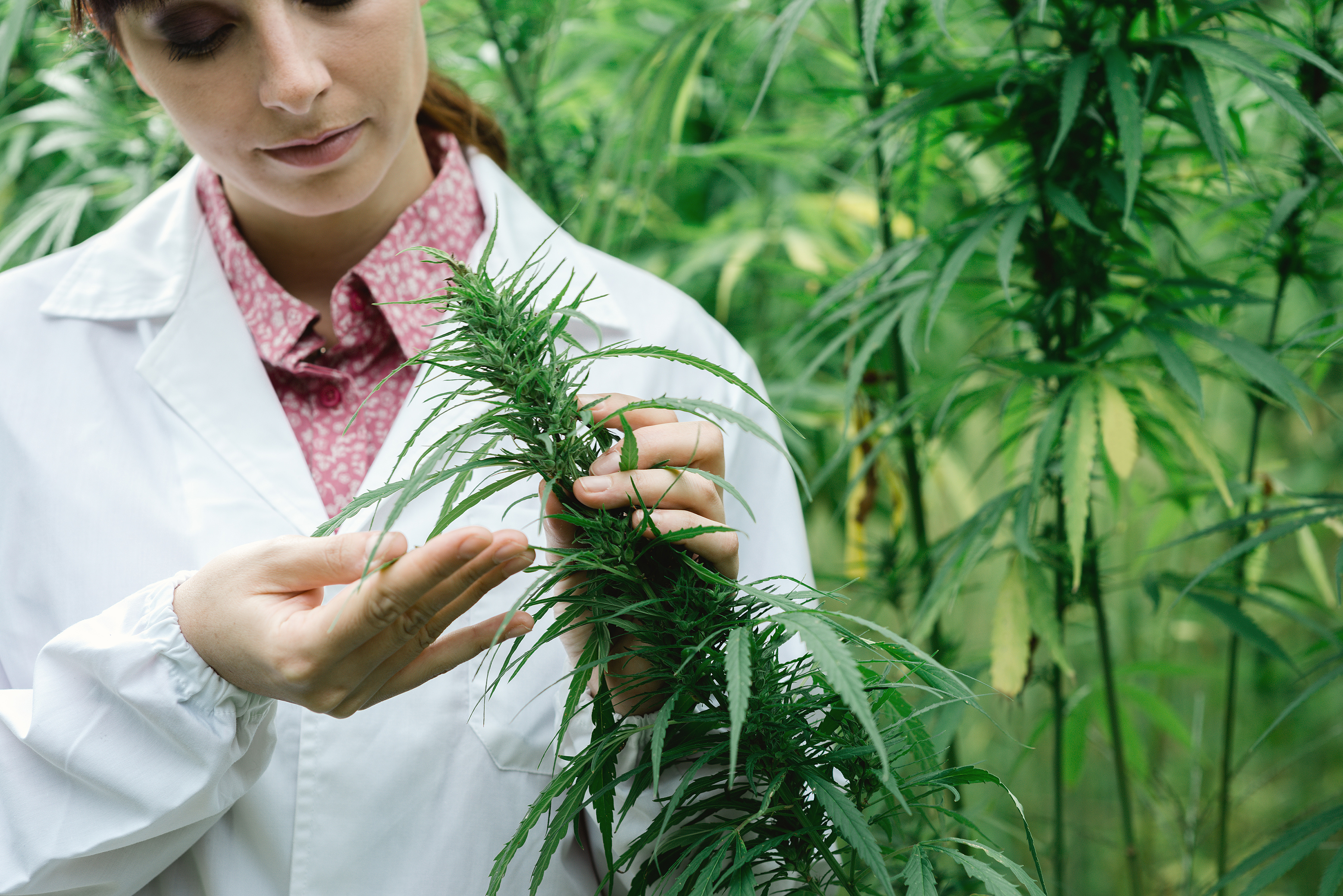 Como Transformar o Seu Conhecimento Sobre Cannabis