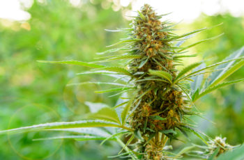 Você quer entrar para o mercado de maconha legal?