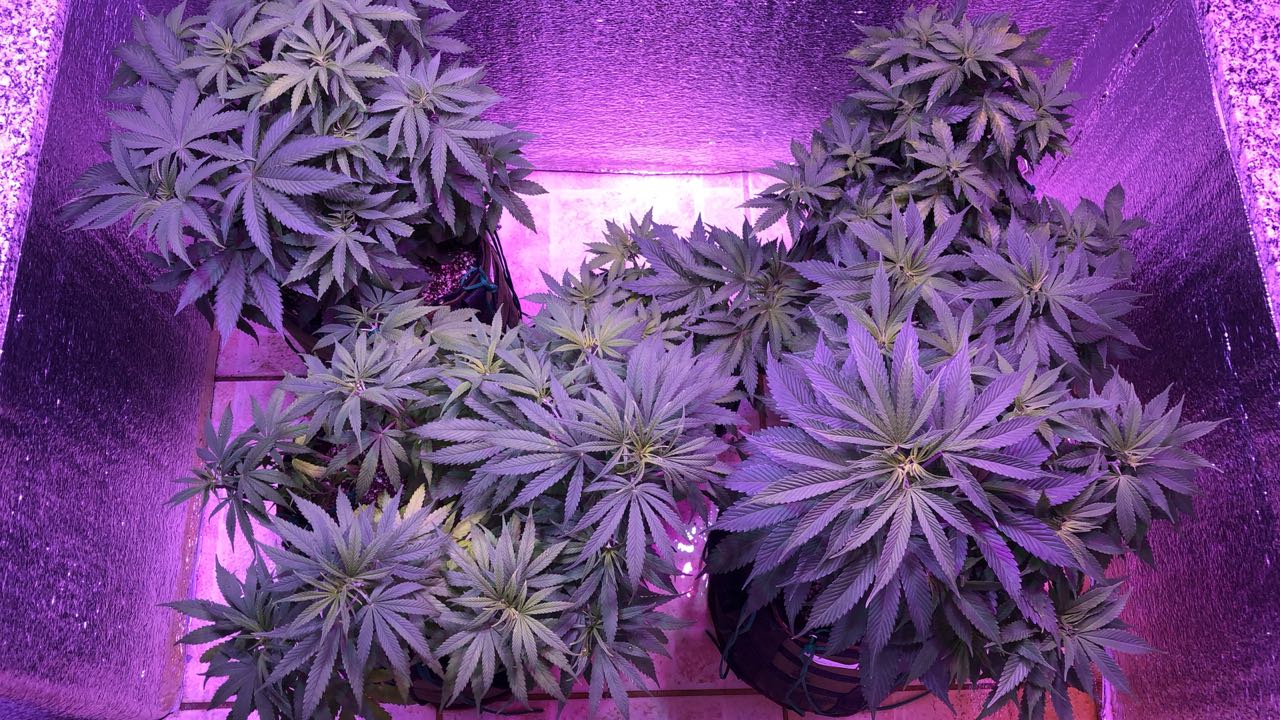 “Quantas plantas posso ter no meu grow?” Respondendo Duvídas de cultivo indoor
