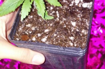 Como Fazer Transplante de Vaso no Cultivo Indoor
