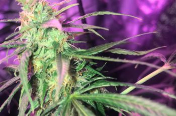 Cultivo indoor – O que é?