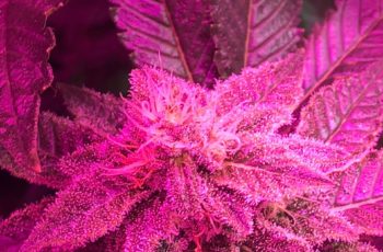 3 dicas para PLANTAR MACONHA com flores resinadas