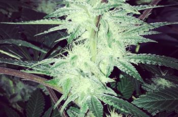 17.000 flores de uma única planta no cultivo indoor