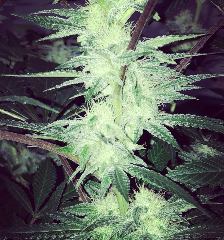 flores cannabis