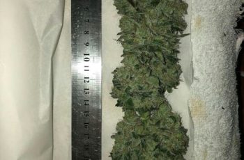 2 Características Secretas do Sucesso no Cultivo Indoor