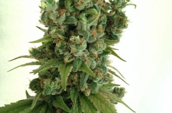 Como PLANTAR MACONHA SEM DINHEIRO ?
