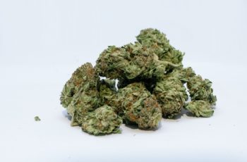 Negócios Femininos e Maconha #Parte 2